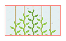 植物攀爬网